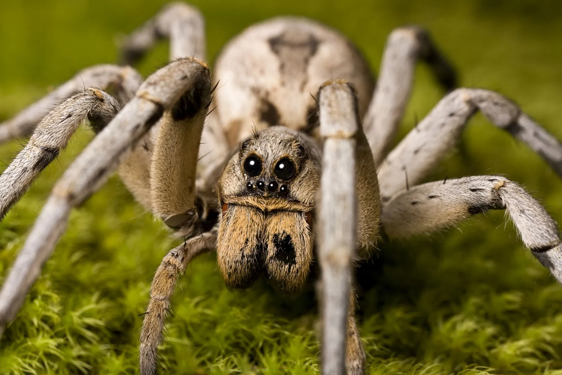 SALEM_WereHouse Spider.png|300